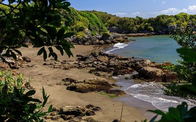 Avanza solicitud para que comunidades administren espacio marino en Isla Guafo